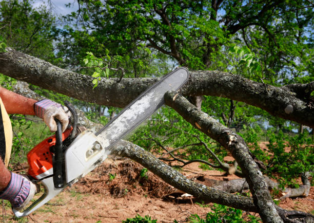 Best Lawn Grading and Leveling  in Chain Lake, WA